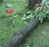 Trei fetite din Pucioasa au trecut pe langa moarte  dupa ce o creanga dintr-un copac s- a rupt si a cazut peste ele